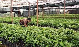 Giống bơ ghép… "cháy" hàng!