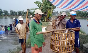 Cá tra đối diện thách thức mới