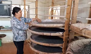 Vươn lên từ nuôi tằm trứng