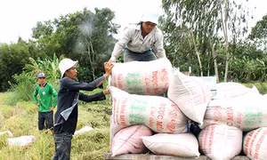 Hậu Giang ứng dụng kỹ thuật canh tác tiên tiến - hiệu quả kép