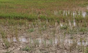 Hỗ trợ 284,5 tỷ đồng để khắc phục hạn hán, xâm nhập mặn