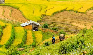 "Sóng vàng" Tây Bắc