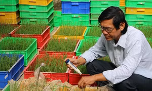 Tiến sĩ Trần Tấn Phương-Người góp phần chọn tạo nhiều giống lúa đặc sản Sóc Trăng