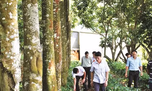 Triển vọng làm giàu từ cây quế