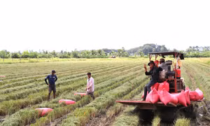 Vĩnh Long hỗ trợ người trồng lúa giữa vụ mùa thất thu