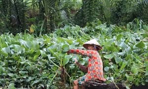 Lục bình phủ kín nhiều tuyến kênh mương ở Vĩnh Long