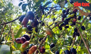 Mùa trâm chín mọng ở vùng Bảy Núi An Giang.
