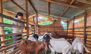 Đa dạng hóa sinh kế, giúp đồng bào dân tộc thiểu số giảm nghèo, phát triển bền vững