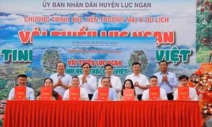 Bắc Giang: Xúc tiến tiêu thụ vải thiều huyện Lục Ngạn 2025