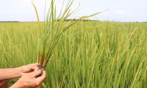 Hàng trăm ha lúa tại Gia Lai bị sâu bệnh gây hại
