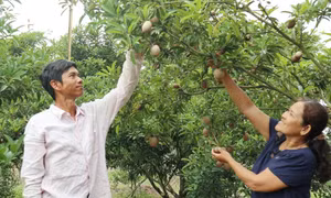 Biến vườn tạp thành vườn cây ăn trái lãi hàng trăm triệu đồng ở Kiên Giang