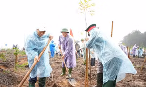 Huế: Hình thành mô hình trồng rừng gỗ lớn để tạo nguồn nguyên liệu trùng tu di tích