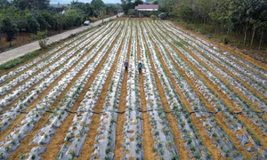 Đầu tư phát triển sản xuất vùng đồng bào dân tộc thiểu số ở Phú Yên