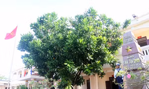 Trường Sa - những hòn ngọc xanh giữa trùng khơi