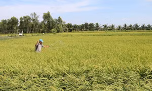 Hiệu quả kinh tế từ trồng lúa giảm phát thải