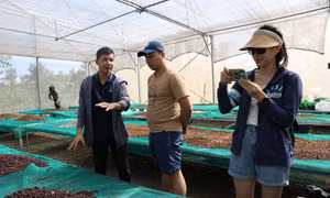 Đắk Lắk xây dựng 34 chương trình tour du lịch phục vụ Lễ hội Cà phê Buôn Ma Thuột