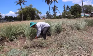 Trồng sả thích ứng hạn mặn lãi gấp ba lần lúa ở Tân Phú Đông