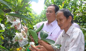 Vốn tín dụng chính sách giúp 14.400 hộ ở Sóc Trăng thoát nghèo