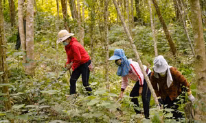 Thêm thu nhập, tăng động lực cho người dân tích cực bảo vệ rừng ở Điện Biên