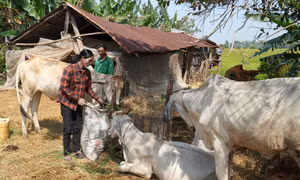 Phụ nữ Khmer vùng biên giới Tây Nam siêng năng, nhạy bén vươn lên thoát nghèo
