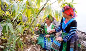 Ở nơi dân theo Đảng làm giàu 