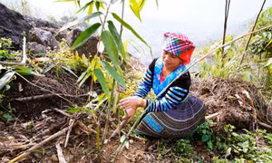 Đồng bào Mông ở Suối Bu thoát nghèo từ cây măng tre bát độ