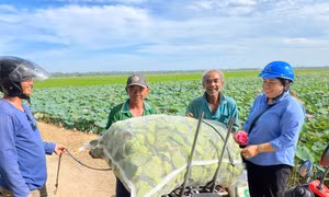 An Giang ứng dụng công nghệ, chuyển sản xuất nông nghiệp theo hướng “thuận thiên”