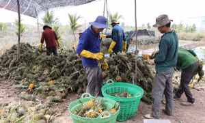 Nông dân Tiền Giang trồng dứa đạt giá trị sản xuất từ 140 - 150 triệu đồng/ha
