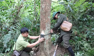 Bẫy ảnh giữa đại ngàn khu Bảo tồn thiên nhiên Pù Huống