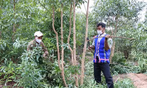 Trưởng thôn Yôh (bên phải) chăm sóc rẫy bời lời gần 3ha mới chuyển đổi từ diện tích sắn kém hiệu quả. Ảnh: Hồng Điệp - TTXVN