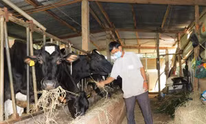 Đơn Dương (Lâm Đồng) hướng đến huyện kiểu mẫu về nông nghiệp ứng dụng công nghệ cao