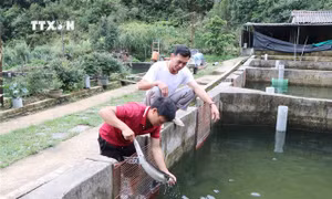 Phát triển nghề nuôi cá nước lạnh ở vùng cao Lai Châu