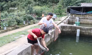 Phát triển nghề nuôi cá nước lạnh ở vùng cao Lai Châu
