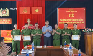 Hai đối tượng bị bắt vì nhổ trộm sâm Ngọc Linh dưới tán rừng