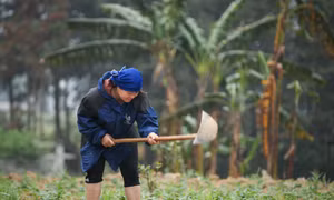Tạo bước đột phá, giảm nghèo bền vững ở vùng cao Hà Giang