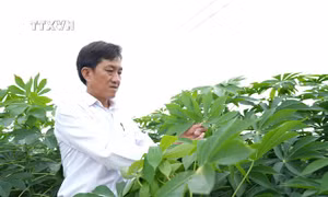Giảm thiệt hại đến 20 triệu đồng/ha khi trồng giống kháng bệnh khảm lá