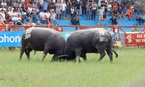Lễ hội chọi trâu thể hiện tinh thần thượng võ của người dân miền biển Đồ Sơn
