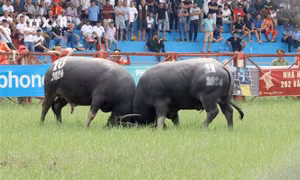 Lễ hội chọi trâu thể hiện tinh thần thượng võ của người dân miền biển Đồ Sơn