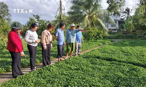 Giá nhiều loại rau màu ở Bạc Liêu sụt giảm, nông dân gặp khó