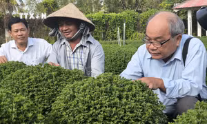Sử dụng giống nuôi cấy mô trong sản xuất hoa Tết