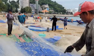 Ngư dân Vũng Tàu trúng lộc biển, thu cả triệu đồng mỗi ngày