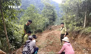 Chặt phá rừng phòng hộ trái phép tại Bắc Kạn