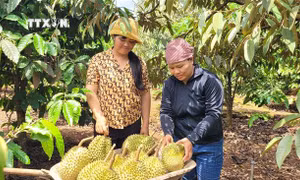 Xây dựng vùng chuyên canh cây trồng theo đặc thù địa phương