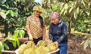 Xây dựng vùng chuyên canh cây trồng theo đặc thù địa phương