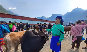 Khám phá nét độc đáo chợ bò Mèo Vạc (Hà Giang)