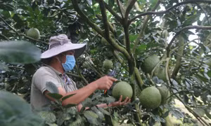 Giải pháp giảm chi phí sản xuất, chăn nuôi