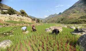 Đưa lúa hai vụ lên vùng biên giới Phong Thổ