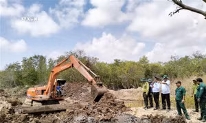 Các hộ dân tại Bạc Liêu trồng lại diện tích rừng đã lấn chiếm