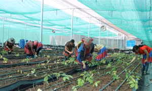 Thoát nghèo từ cây dược liệu
