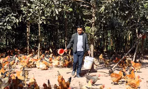 Gà Tiên Yên ngon nức tiếng nhưng bí đầu ra